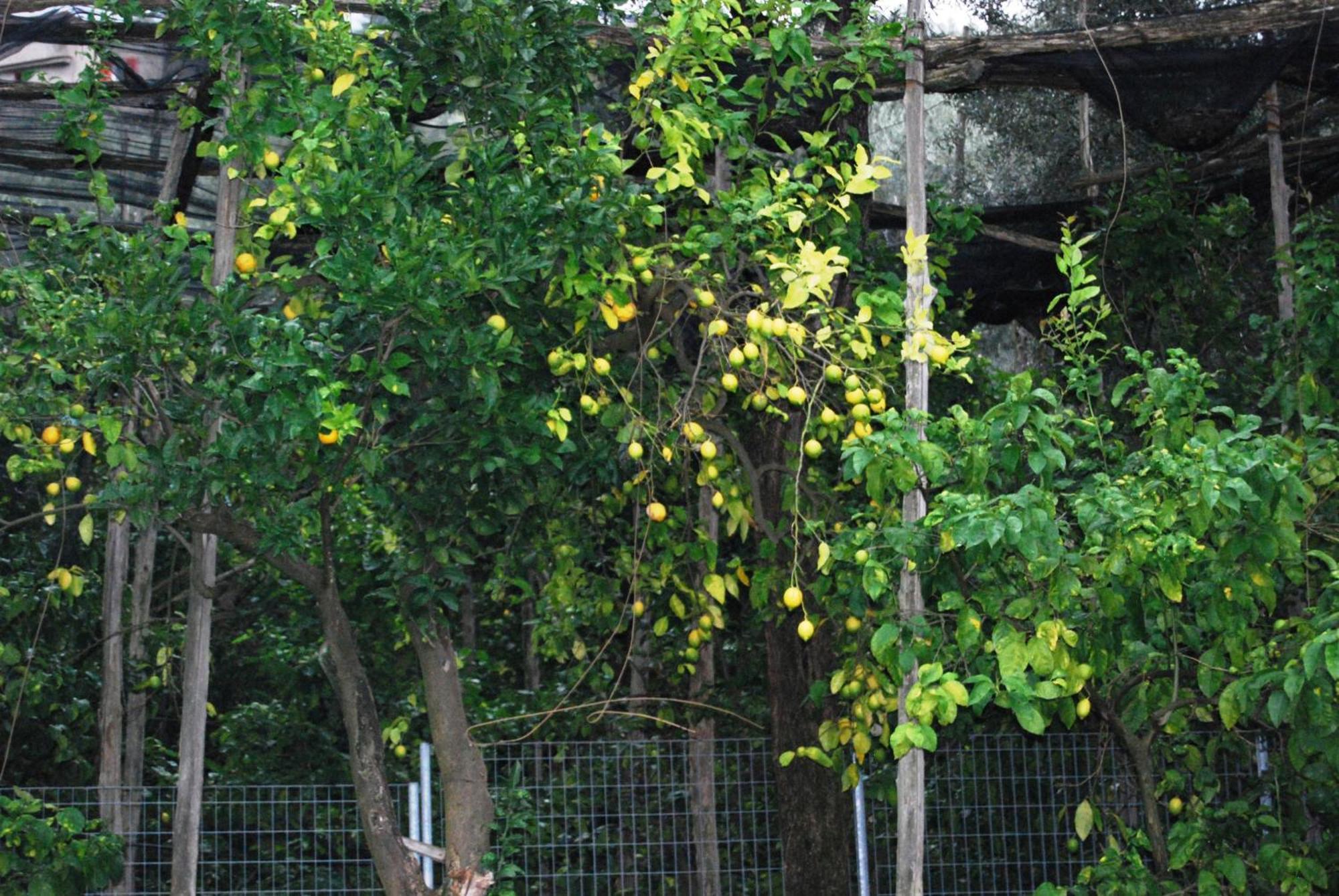 Sorrento Studios Lemons Hill Ruang foto