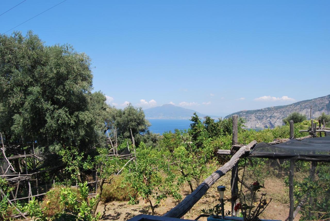 Sorrento Studios Lemons Hill Bagian luar foto
